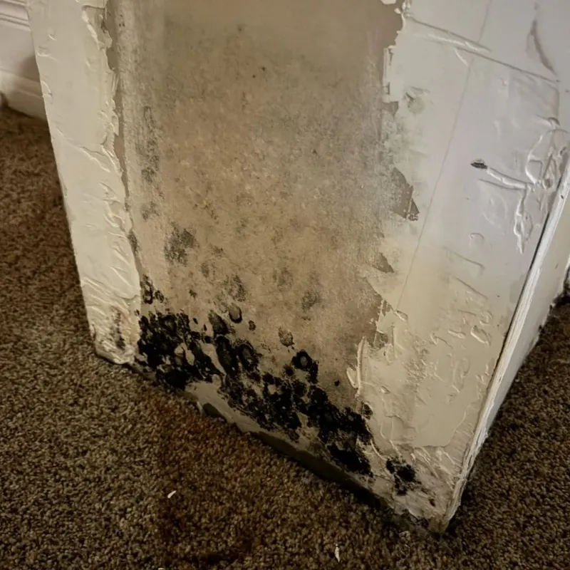 Professional Mold Removal in Gibson City, IL